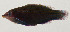  ( - AUST-317)  @11 [ ] CreativeCommons  Attribution Non-Commercial (by-nc) (2013) Unspecified Smithsonian Institution National Museum of Natural History