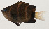 ( - AUST-324)  @11 [ ] CreativeCommons  Attribution Non-Commercial (by-nc) (2013) Unspecified Smithsonian Institution National Museum of Natural History