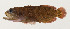  ( - AUST-362)  @11 [ ] CreativeCommons  Attribution Non-Commercial (by-nc) (2013) Unspecified Smithsonian Institution National Museum of Natural History