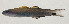  ( - AUST-351)  @11 [ ] CreativeCommons  Attribution Non-Commercial (by-nc) (2013) Unspecified Smithsonian Institution National Museum of Natural History