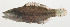  ( - AUST-124)  @11 [ ] CreativeCommons  Attribution Non-Commercial (by-nc) (2013) Unspecified Smithsonian Institution National Museum of Natural History