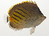  ( - AUST-150)  @11 [ ] CreativeCommons  Attribution Non-Commercial (by-nc) (2013) Unspecified Smithsonian Institution National Museum of Natural History