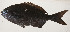  (Kyphosus pacificus - AUST-460)  @11 [ ] CreativeCommons  Attribution Non-Commercial (by-nc) (2013) Unspecified Smithsonian Institution National Museum of Natural History