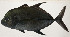  ( - AUST-483)  @11 [ ] CreativeCommons  Attribution Non-Commercial (by-nc) (2013) Unspecified Smithsonian Institution National Museum of Natural History