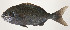  ( - AUST-599)  @11 [ ] CreativeCommons  Attribution Non-Commercial (by-nc) (2013) Unspecified Smithsonian Institution National Museum of Natural History