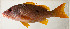  ( - AUST-520)  @11 [ ] CreativeCommons  Attribution Non-Commercial (by-nc) (2013) Unspecified Smithsonian Institution National Museum of Natural History
