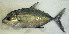  ( - AUST-524)  @11 [ ] CreativeCommons  Attribution Non-Commercial (by-nc) (2013) Unspecified Smithsonian Institution National Museum of Natural History