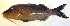  ( - AUST-525)  @11 [ ] CreativeCommons  Attribution Non-Commercial (by-nc) (2013) Unspecified Smithsonian Institution National Museum of Natural History