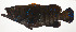  ( - AUST-552)  @11 [ ] CreativeCommons  Attribution Non-Commercial (by-nc) (2013) Unspecified Smithsonian Institution National Museum of Natural History