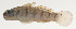  ( - AUST-013)  @11 [ ] CreativeCommons  Attribution Non-Commercial (by-nc) (2013) Unspecified Smithsonian Institution National Museum of Natural History