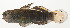  ( - AUST-019)  @11 [ ] CreativeCommons  Attribution Non-Commercial (by-nc) (2013) Unspecified Smithsonian Institution National Museum of Natural History