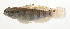  ( - AUST-012)  @11 [ ] CreativeCommons  Attribution Non-Commercial (by-nc) (2013) Unspecified Smithsonian Institution National Museum of Natural History