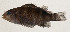  ( - AUST-426)  @11 [ ] CreativeCommons  Attribution Non-Commercial (by-nc) (2013) Unspecified Smithsonian Institution National Museum of Natural History