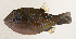  ( - AUST-429)  @11 [ ] CreativeCommons  Attribution Non-Commercial (by-nc) (2013) Unspecified Smithsonian Institution National Museum of Natural History