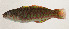  ( - AUST-420)  @11 [ ] CreativeCommons  Attribution Non-Commercial (by-nc) (2013) Unspecified Smithsonian Institution National Museum of Natural History