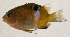  ( - AUST-437)  @11 [ ] CreativeCommons  Attribution Non-Commercial (by-nc) (2013) Unspecified Smithsonian Institution National Museum of Natural History
