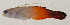  ( - AUST-468)  @11 [ ] CreativeCommons  Attribution Non-Commercial (by-nc) (2013) Unspecified Smithsonian Institution National Museum of Natural History
