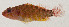  ( - AUST-475)  @11 [ ] CreativeCommons  Attribution Non-Commercial (by-nc) (2013) Unspecified Smithsonian Institution National Museum of Natural History