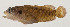  ( - AUST-246)  @11 [ ] CreativeCommons  Attribution Non-Commercial (by-nc) (2013) Unspecified Smithsonian Institution National Museum of Natural History