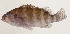  ( - AUST-422)  @11 [ ] CreativeCommons  Attribution Non-Commercial (by-nc) (2013) Unspecified Smithsonian Institution National Museum of Natural History