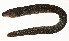  (Uropterygius macrocephalus - AUST-440)  @11 [ ] CreativeCommons  Attribution Non-Commercial (by-nc) (2013) Unspecified Smithsonian Institution National Museum of Natural History