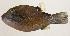  ( - AUST-430)  @11 [ ] CreativeCommons  Attribution Non-Commercial (by-nc) (2013) Unspecified Smithsonian Institution National Museum of Natural History