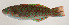  ( - AUST-416)  @11 [ ] CreativeCommons  Attribution Non-Commercial (by-nc) (2013) Unspecified Smithsonian Institution National Museum of Natural History