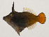  ( - AUST-261)  @11 [ ] CreativeCommons  Attribution Non-Commercial (by-nc) (2013) Unspecified Smithsonian Institution National Museum of Natural History