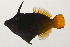  ( - AUST-508)  @11 [ ] CreativeCommons  Attribution Non-Commercial (by-nc) (2013) Unspecified Smithsonian Institution National Museum of Natural History