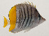  ( - AUST-269)  @11 [ ] CreativeCommons  Attribution Non-Commercial (by-nc) (2013) Unspecified Smithsonian Institution National Museum of Natural History