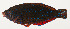  ( - AUST-463)  @11 [ ] CreativeCommons  Attribution Non-Commercial (by-nc) (2013) Unspecified Smithsonian Institution National Museum of Natural History