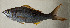  ( - AUST-287)  @11 [ ] CreativeCommons  Attribution Non-Commercial (by-nc) (2013) Unspecified Smithsonian Institution National Museum of Natural History
