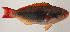  ( - AUST-393)  @11 [ ] CreativeCommons  Attribution Non-Commercial (by-nc) (2013) Unspecified Smithsonian Institution National Museum of Natural History