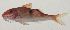  ( - AUST-366)  @11 [ ] CreativeCommons  Attribution Non-Commercial (by-nc) (2013) Unspecified Smithsonian Institution National Museum of Natural History