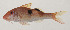  ( - AUST-365)  @11 [ ] CreativeCommons  Attribution Non-Commercial (by-nc) (2013) Unspecified Smithsonian Institution National Museum of Natural History