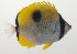  ( - AUST-108)  @11 [ ] CreativeCommons  Attribution Non-Commercial (by-nc) (2013) Unspecified Smithsonian Institution National Museum of Natural History