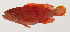  ( - AUST-381)  @11 [ ] CreativeCommons  Attribution Non-Commercial (by-nc) (2013) Unspecified Smithsonian Institution National Museum of Natural History