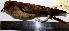  ( - MUSM-Orn-00208)  @11 [ ] Copyright (2014) Unspecified Museo de Historia Natural