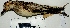  ( - MUSM-Orn-00260)  @11 [ ] Copyright (2014) Unspecified Museo de Historia Natural