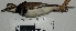  ( - MUSM-Orn-01064)  @11 [ ] Copyright (2014) Unspecified Museo de Historia Natural