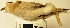  ( - MUSM-Orn-01493)  @11 [ ] Copyright (2014) Unspecified Museo de Historia Natural