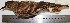  (Cinclodes taczanowskii - MUSM-Orn-01910)  @11 [ ] Copyright (2014) Unspecified Museo de Historia Natural