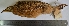  (Nothoprocta curvirostris - MUSM-Orn-04233)  @11 [ ] Copyright (2014) Unspecified Museo de Historia Natural