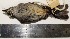  (Ochthoeca piurae - MUSM-Orn-07516)  @11 [ ] Copyright (2014) Unspecified Museo de Historia Natural