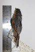  ( - MHNSM MUSM-Orn-09888)  @11 [ ] Copyright (2014) Unspecified Museo de Historia Natural