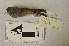  (Atlapetes seebohmi - MHNSM MUSM-Orn-12693)  @11 [ ] Copyright (2014) Unspecified Museo de Historia Natural