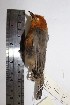  (Thlypopsis ornata - MHNSM MUSM-Orn-12719)  @13 [ ] Copyright (2014) Unspecified Museo de Historia Natural