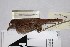  (Asthenes pudibunda - MHNSM MUSM-Orn-12776)  @11 [ ] Copyright (2014) Unspecified Museo de Historia Natural