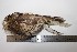  (Megascops koepckeae - MHNSM MUSM-Orn-12790)  @11 [ ] Copyright (2014) Unspecified Museo de Historia Natural