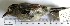  (Herpsilochmus rufimarginatus - MUSM-Orn-14744)  @11 [ ] Copyright (2014) Unspecified Museo de Historia Natural